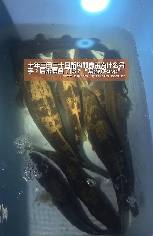 十年三月三十日靳燃和袁莱为什么分手？后来复合了吗？“爱游戏a