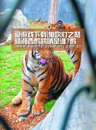爱游戏app