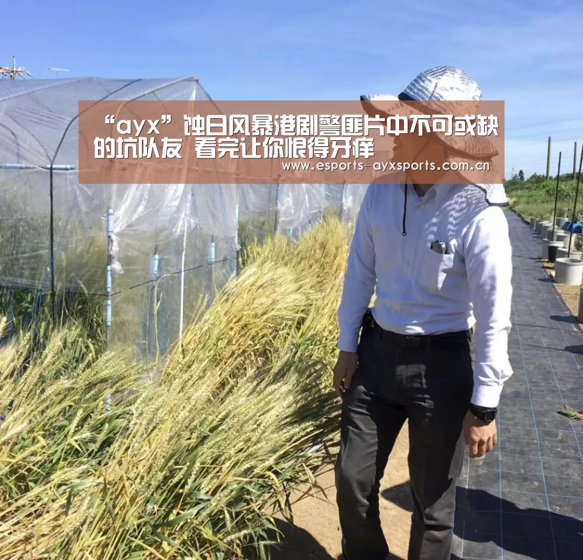 “ayx”蚀日风暴港剧警匪片中不可或缺的坑队友 看完让你恨得牙痒(图2)
