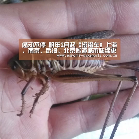 感动不停 明年2月起《搭错车》上海、南京、武汉、北京巡演城市